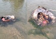 বাজারের বর্জ্যে বিষাক্ত করতোয়া, বুড়িগঙ্গার পরিণতির পথে দেবীগঞ্জ